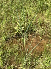 Echinochloa muricata microstachya