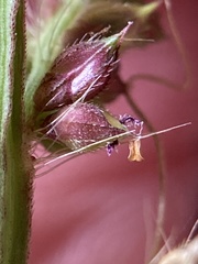 Echinochloa muricata microstachya