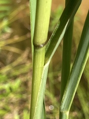 Echinochloa muricata microstachya