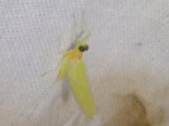 Heptagenia longicauda