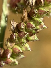 Echinochloa muricata microstachya