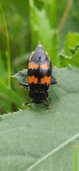 Nicrophorus investigator