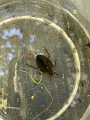 Nepoidea