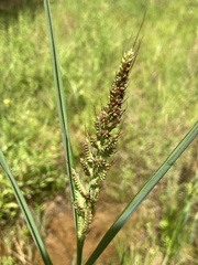 Echinochloa muricata microstachya