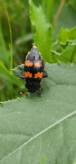 Nicrophorus investigator