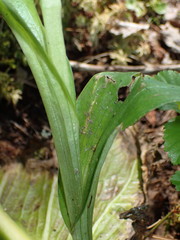 Platanthera grandiflora