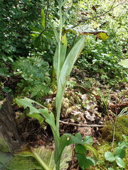 Platanthera grandiflora
