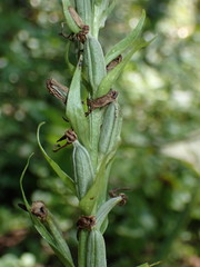 Platanthera grandiflora