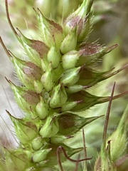 Echinochloa muricata microstachya