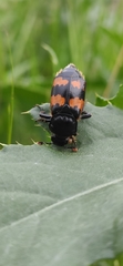Nicrophorus investigator