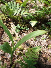 Platanthera grandiflora