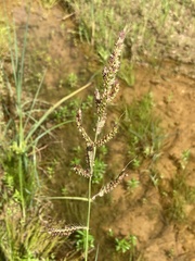 Echinochloa muricata microstachya