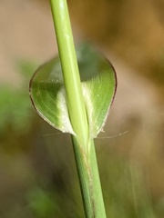 Echinochloa muricata microstachya