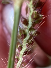 Echinochloa muricata microstachya