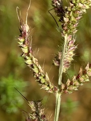Echinochloa muricata microstachya
