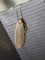 Eilema depressa