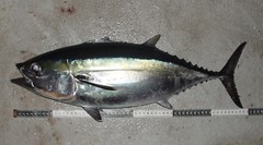 Thunnus atlanticus