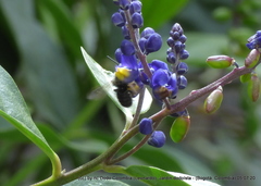 Megachile amparo