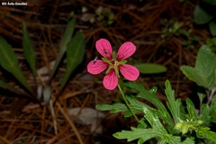 Geranium trolliifolium