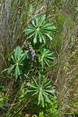 Lupinus polyphyllus polyphyllus