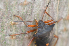 Pentatoma rufipes