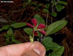 Geranium trolliifolium