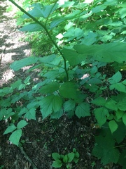 Rubus spectabilis