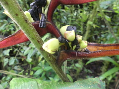 Heliconia virginalis