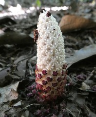 Ombrophytum peruvianum