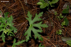 Geranium trolliifolium