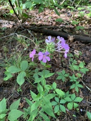 Phlox glaberrima