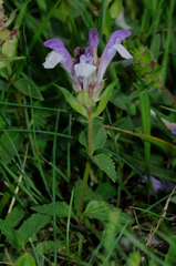 Scutellaria alpina