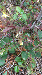Melampyrum pratense
