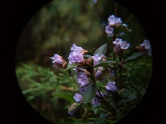 Strobilanthes kunthiana
