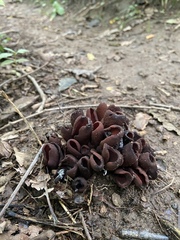 Wynnea americana