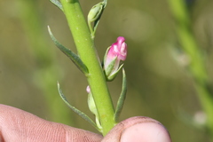 Sairocarpus virga