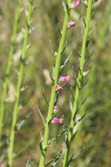 Sairocarpus virga
