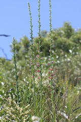 Sairocarpus virga