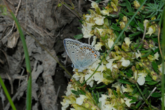 Polyommatus escheri