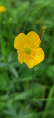Ranunculus acris