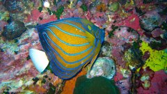Bluering Angelfish photo 5