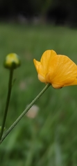 Ranunculus acris
