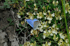 Polyommatus escheri