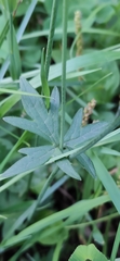 Ranunculus acris