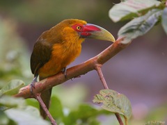 Pteroglossus bailloni