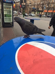 Columba livia domestica