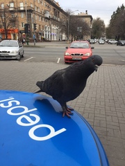Columba livia domestica