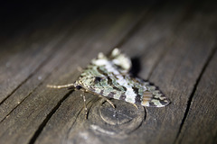 Hydriomena speciosata