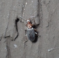 Notoxus murinipennis