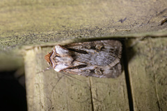 Agrotis vancouverensis